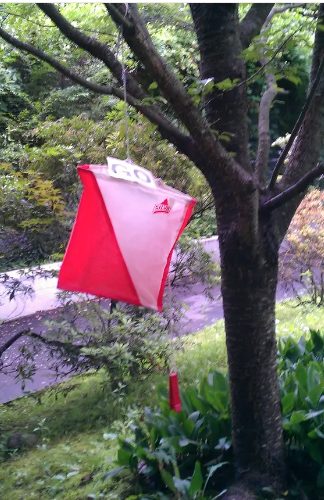 Lanterna appesa a un albero