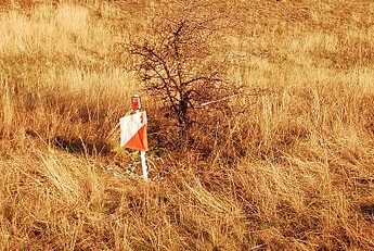 Lanterna vicino a un masso nel bosco